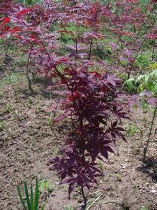 日本三季紅紅楓