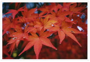 2017中國人游日本攝影大賽 作品賞析 紅楓秋意濃