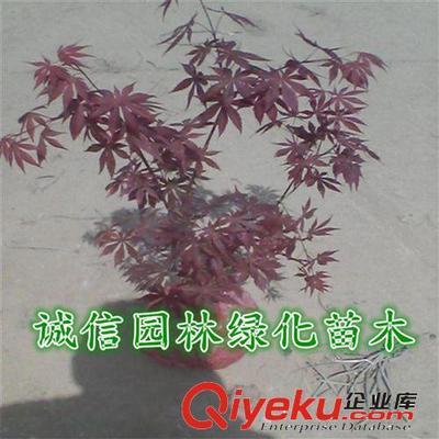 紅楓樹(shù) 紅楓樹(shù)苗 紅楓苗 紅楓盆景 日本紅楓樹(shù) 日本紅楓樹(shù)苗-沭陽(yáng)縣誠(chéng)信園林綠化苗木基地提供紅楓樹(shù) 紅楓樹(shù)苗 紅楓苗 紅楓盆景 日本紅楓樹(shù) 日本紅楓樹(shù)苗的相關(guān)介紹、產(chǎn)品、服務(wù)、圖片、價(jià)格沭陽(yáng)縣誠(chéng)信園林綠化苗木基地、喬木;苗木
