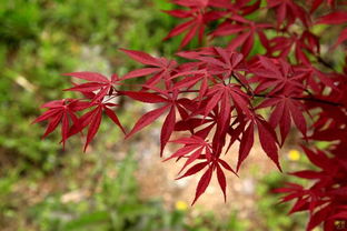 優(yōu)惠券領(lǐng)取網(wǎng)站怎么制作搭建,該怎么做