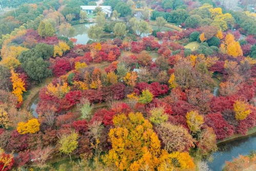 金山冬日的ta,狠狠治愈了我