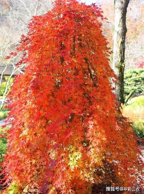 槭樹(shù)品種之日本紅楓流泉