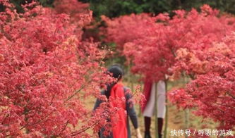 楓情萬(wàn)種之日本紅楓紅舞姬