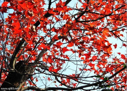 戶外休閑 11月18 19日 周末 婺源篁嶺曬秋,石城長溪賞紅楓攝影二日游第一期