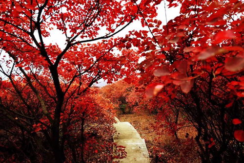 12月29 30日 1699元 人 五指山紅楓林海 三亞玳瑁美人島 ?？隍T樓民國街 博鰲玉帶灘 雙高四天