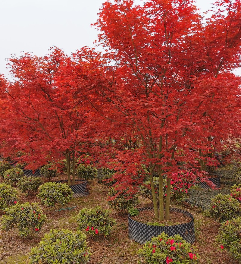 叢生日本紅楓哪里有賣 基地6公分日本紅楓樹價格