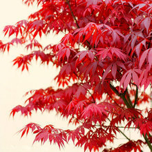 【日本紅楓樹】最新最全日本紅楓樹 產品參考信息