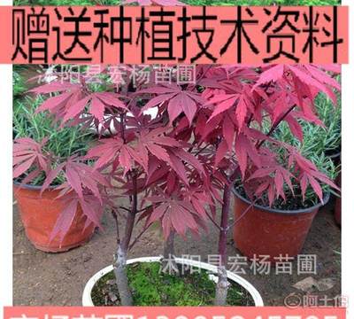 【花卉盆景室內(nèi)盆栽日本紅楓盆景微型紅楓盆景不含盆】 - 產(chǎn)品庫(kù) - 沭陽(yáng)縣宏楊苗圃