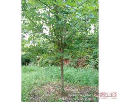 【大量批發(fā)夕陽(yáng)紅秋火焰美國(guó)紅楓中國(guó)紅楓日本紅楓規(guī)格齊全】新昌縣利農(nóng)苗木專業(yè)合作社 - 產(chǎn)品庫(kù)