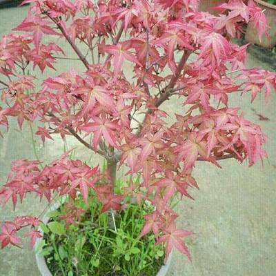 日本紅楓紅舞姬哪個(gè)品牌好