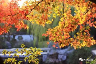 秋風(fēng)瑟瑟,來看這里 楓 情萬(wàn)種