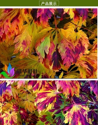 紅 楓舞孔雀紅楓苗 日本紅楓 樹苗紅楓樹小苗紅楓小苗紅楓苗.