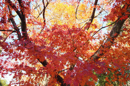 楓葉在秋天在韓國(guó)相似素材圖片第8頁-攝圖新視界