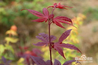 三季紅紅楓夏季葉片不紅的原因