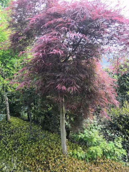 10公分精品美國紅楓價格 精品美國紅楓多少錢一棵