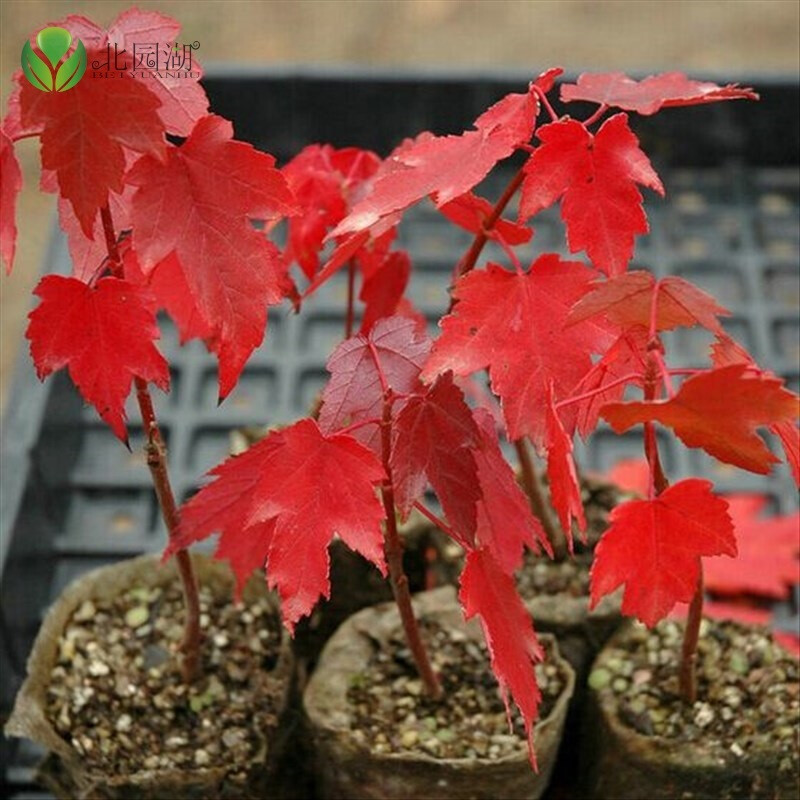 日本紅楓苗 美國(guó)紅楓苗 紅楓樹苗 紅楓盆栽日本紅楓嫁盆景黃金紅楓苗 黃金楓苗 紅楓苗 品種 美國(guó)紅楓苗 3年苗