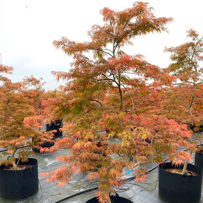 紅羽毛楓樹苗垂枝羽毛楓盆景日本紅楓別墅綠化風(fēng)景樹庭院耐寒苗木