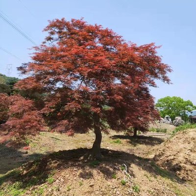 日本紅楓羽毛楓批發(fā) 景觀樹(shù)特色羽毛楓苗木種植基地高4m