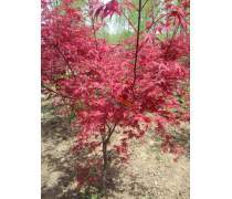 【航之綠苗圃批發(fā)新采摘楓樹(shù)種子青楓種子美國(guó)日本紅楓三角楓發(fā)芽率高量大從優(yōu)】沭陽(yáng)縣航之綠花卉苗木場(chǎng) - 產(chǎn)品庫(kù)