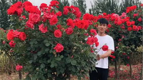 日本紅楓適合庭院別墅農(nóng)家小院綠化栽植