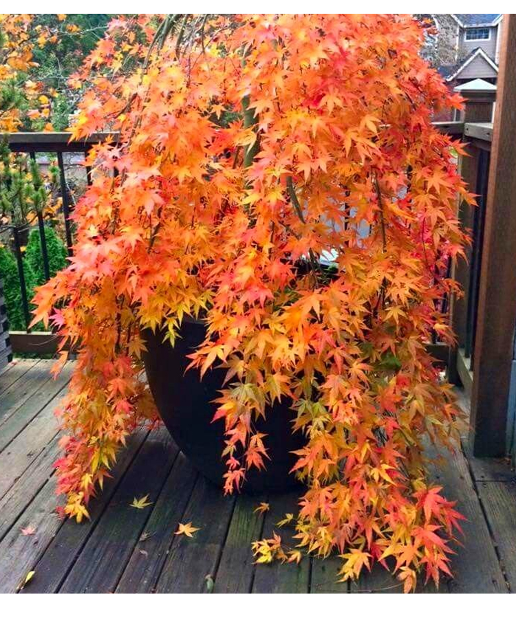 蘆嶺楓樹園 黃金流泉 流泉楓觀葉庭院 日本紅楓/正常48.