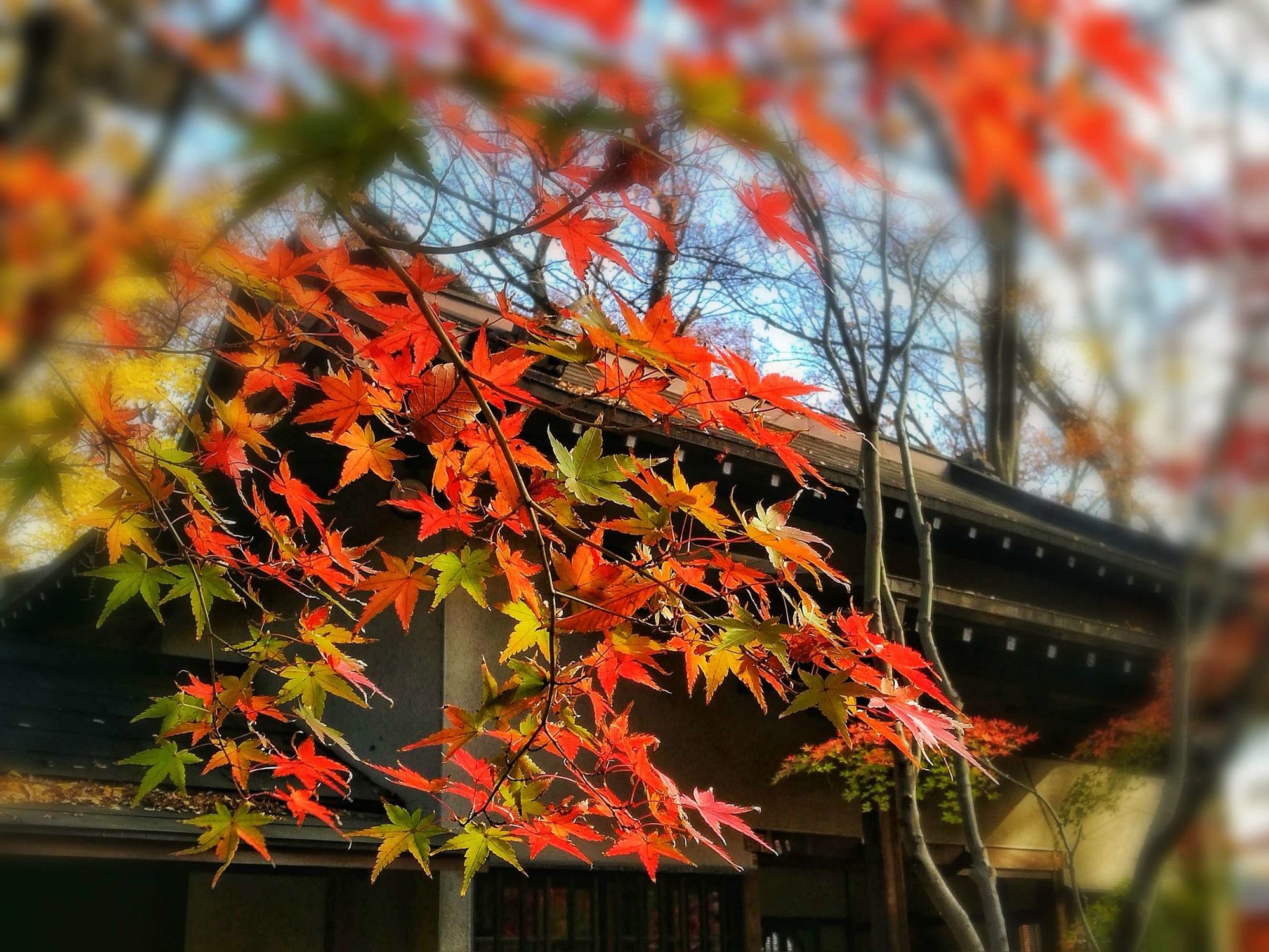 初冬在日本邂逅紅楓和銀杏的浪漫 - 美篇