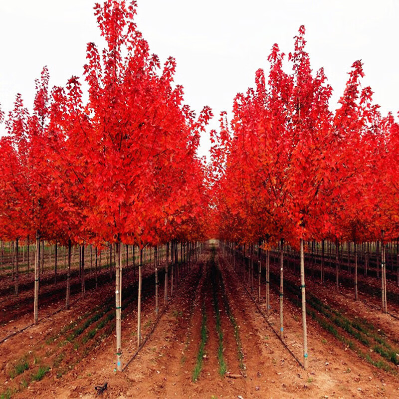 紅楓樹苗四季紅日本紅楓樹中國(guó)紅美國(guó)紅楓紅舞姬盆栽