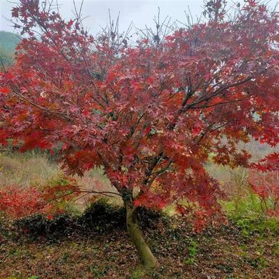 日本紅楓：園林景觀中的觀賞之王