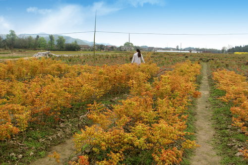 日本紅楓 精品1公分橙之夢紅楓批發價格與市場分析