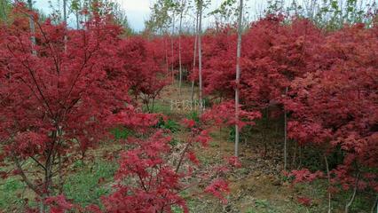 日本紅楓“紅舞姬” 山東青島彩虹谷農場的珍貴苗木