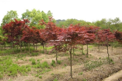 雞爪槭、紅楓與日本紅楓 三者的區別詳解