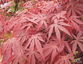 精選日本紅楓，安徽合肥肥西專業供應，規格齊全量大從優