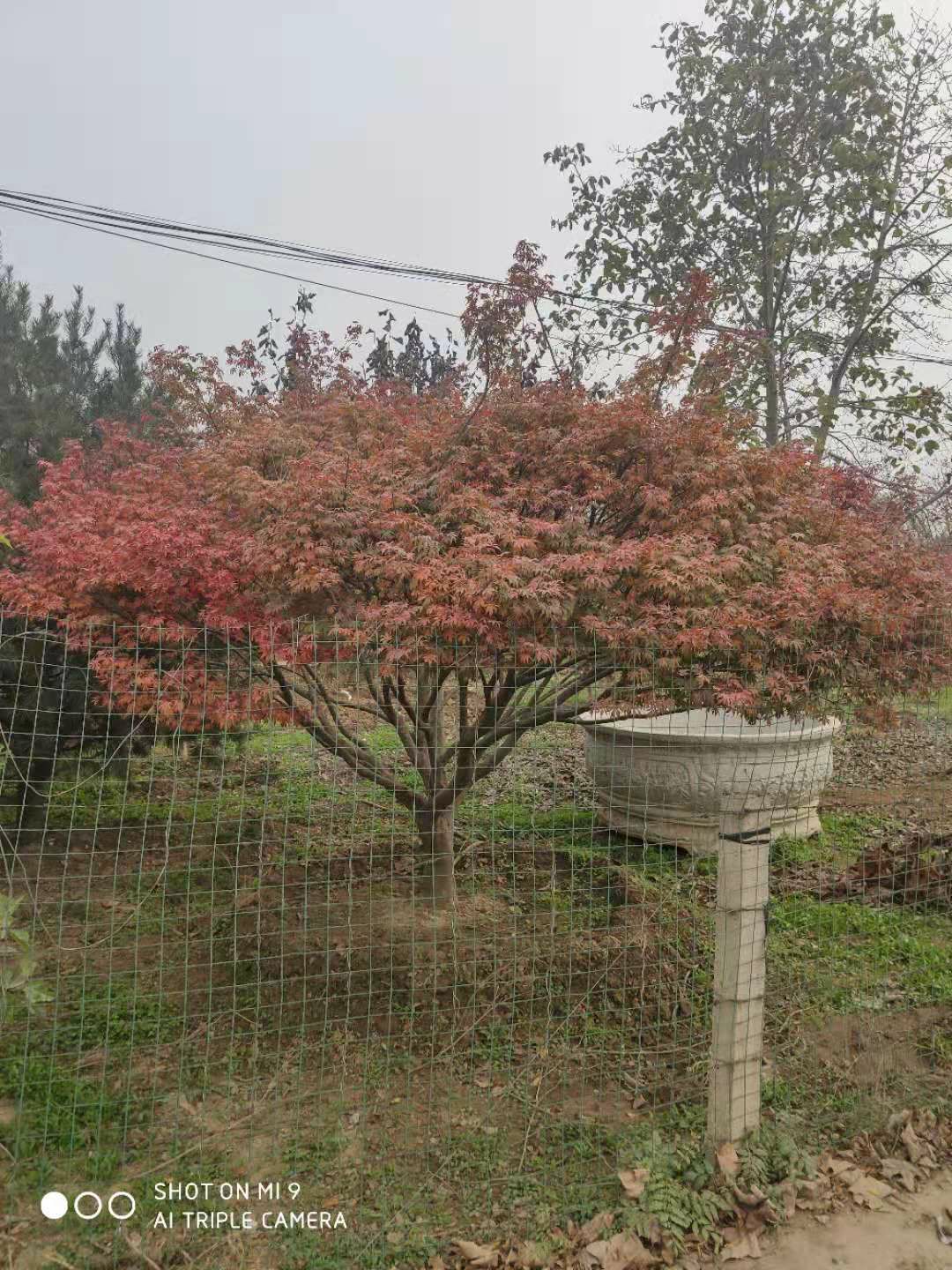 日本紅楓 精品造型、大規格與矮桿的園林藝術