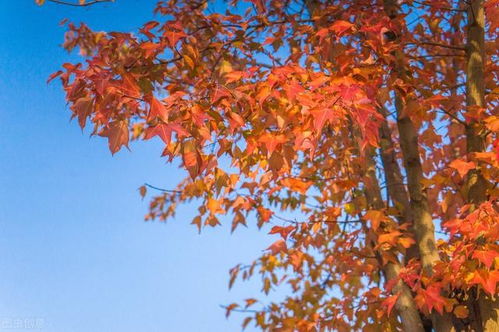 楓紅日本 匠心培育與文化意象中的紅楓之美