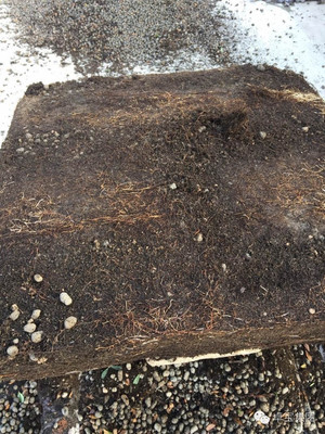 卓寶科技再添兩款耐根穿刺防水卷材，持續(xù)引領(lǐng)行業(yè)創(chuàng)新